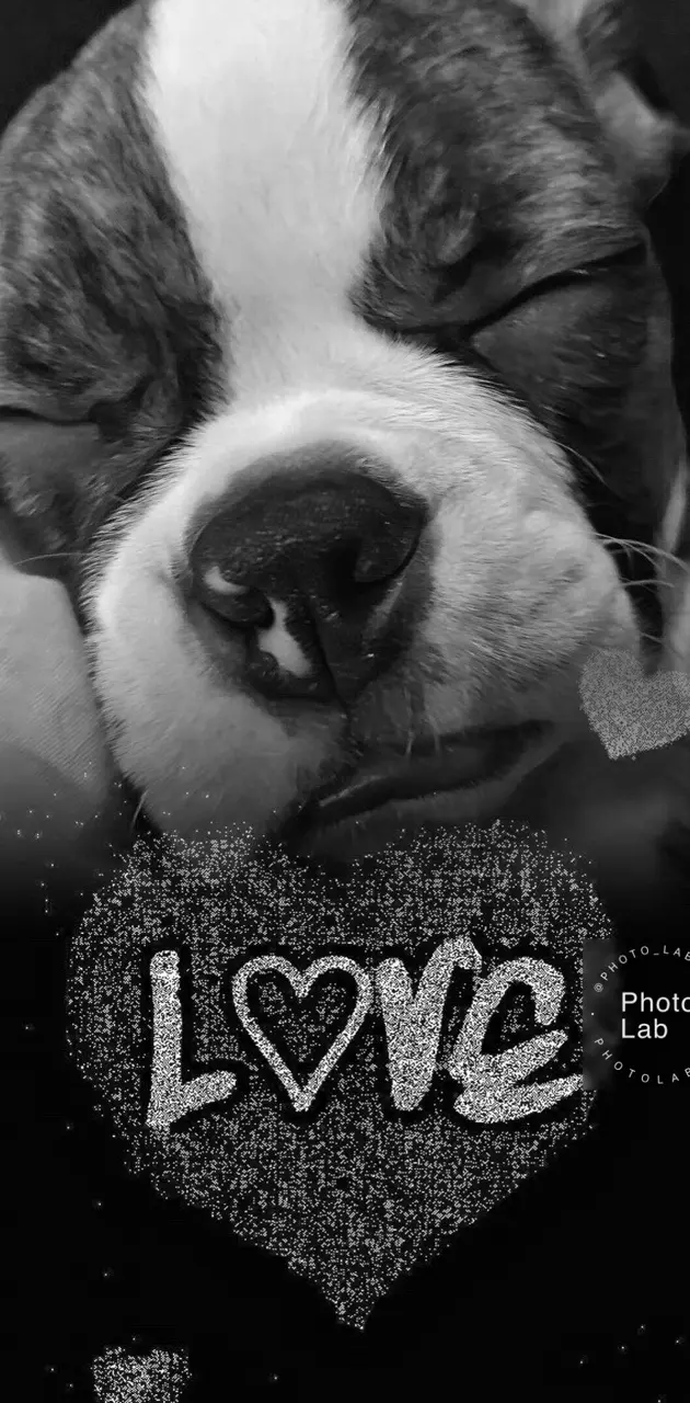 Boston terrier love 