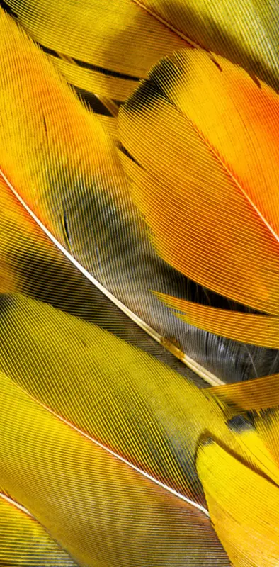 yellow feathers  Feather background, Yellow feathers, Yellow