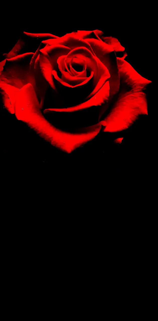 R rose
