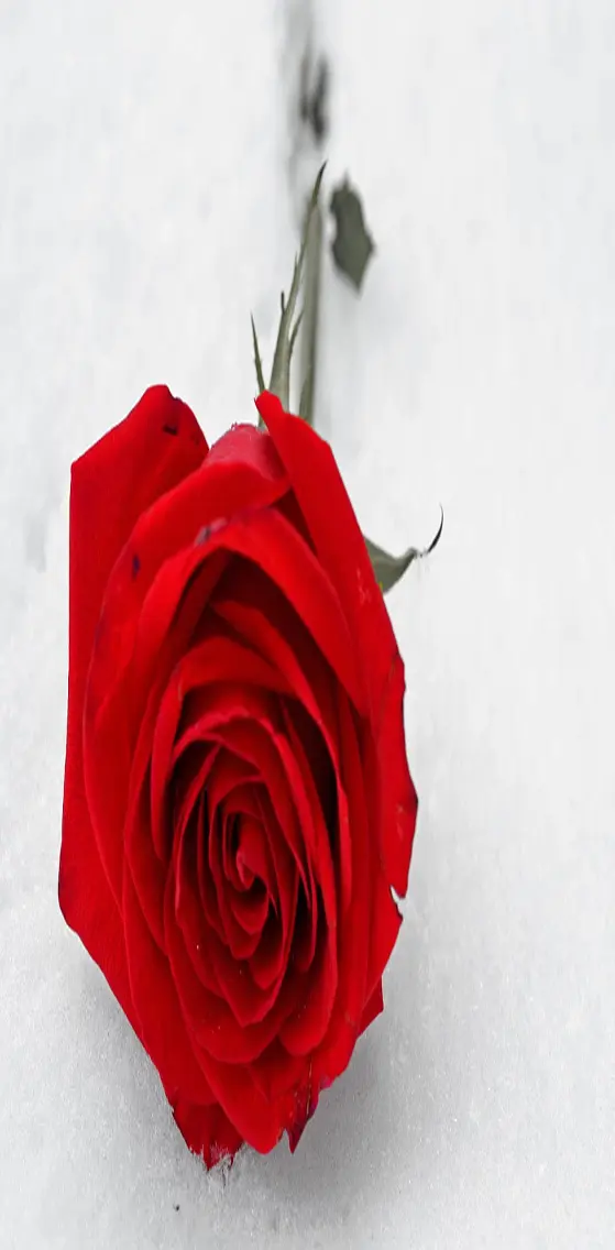 Red   Rose