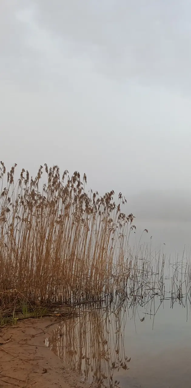 Lithuania, lake, fog