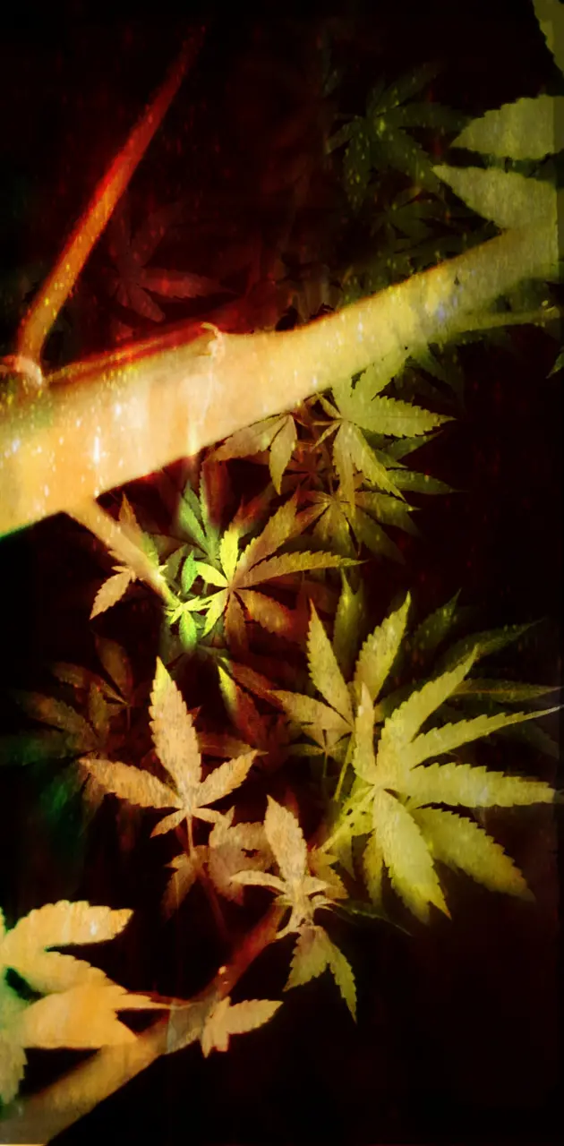 Tree Stock Cannabis