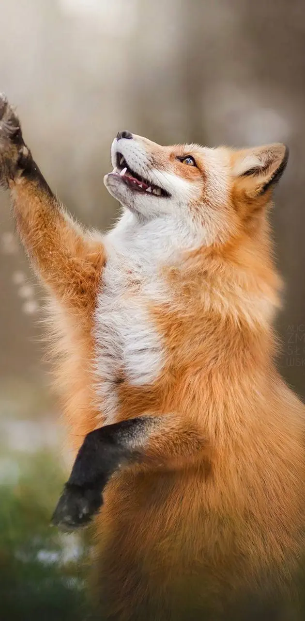 Fun Fox