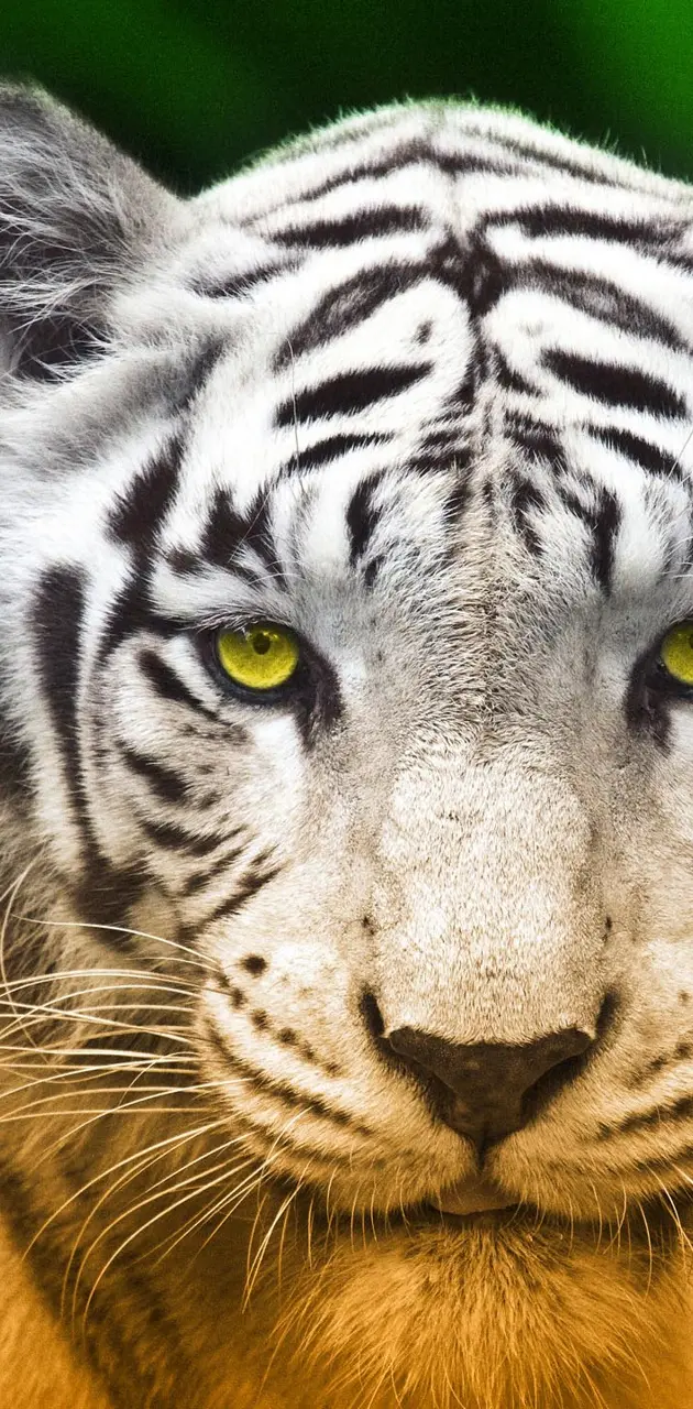 yellow eyes tiger