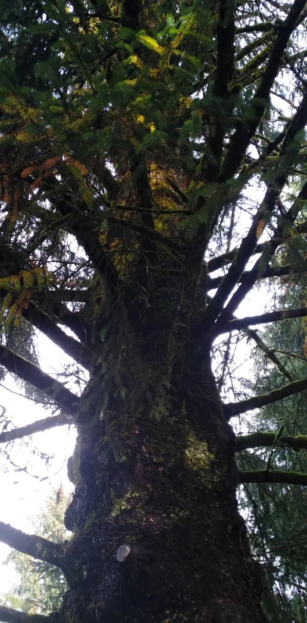Large Old Tree