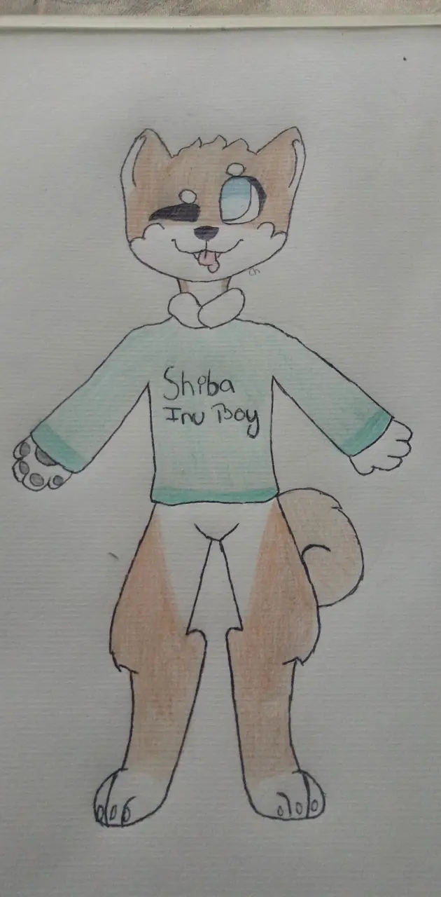 Furry Shiba Inu