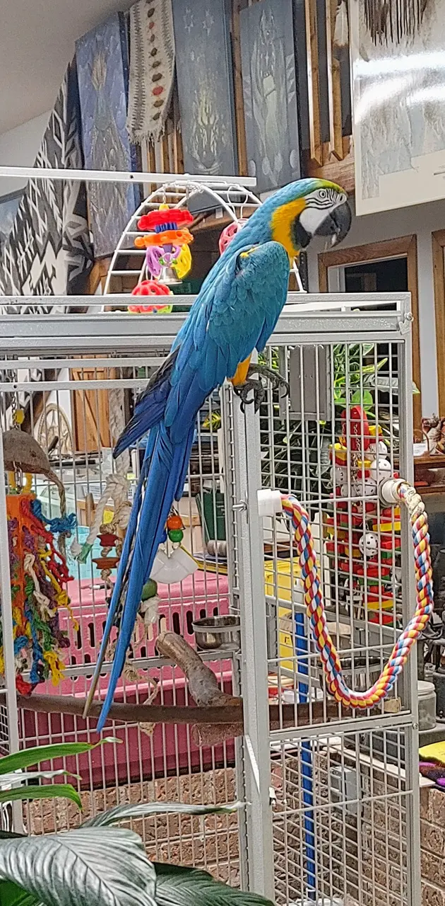 Blue Parrot 