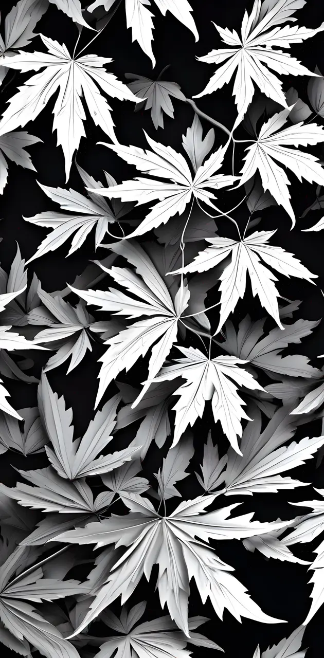 Monochrome Maple Leaves