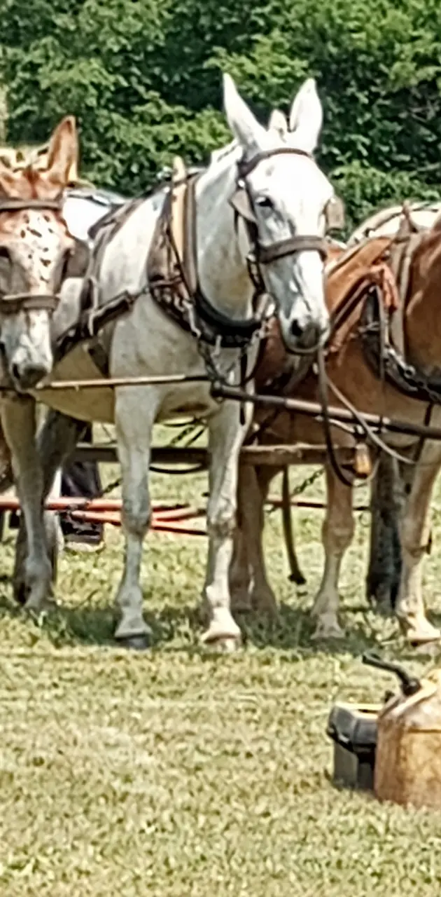 Horses in Indiana 