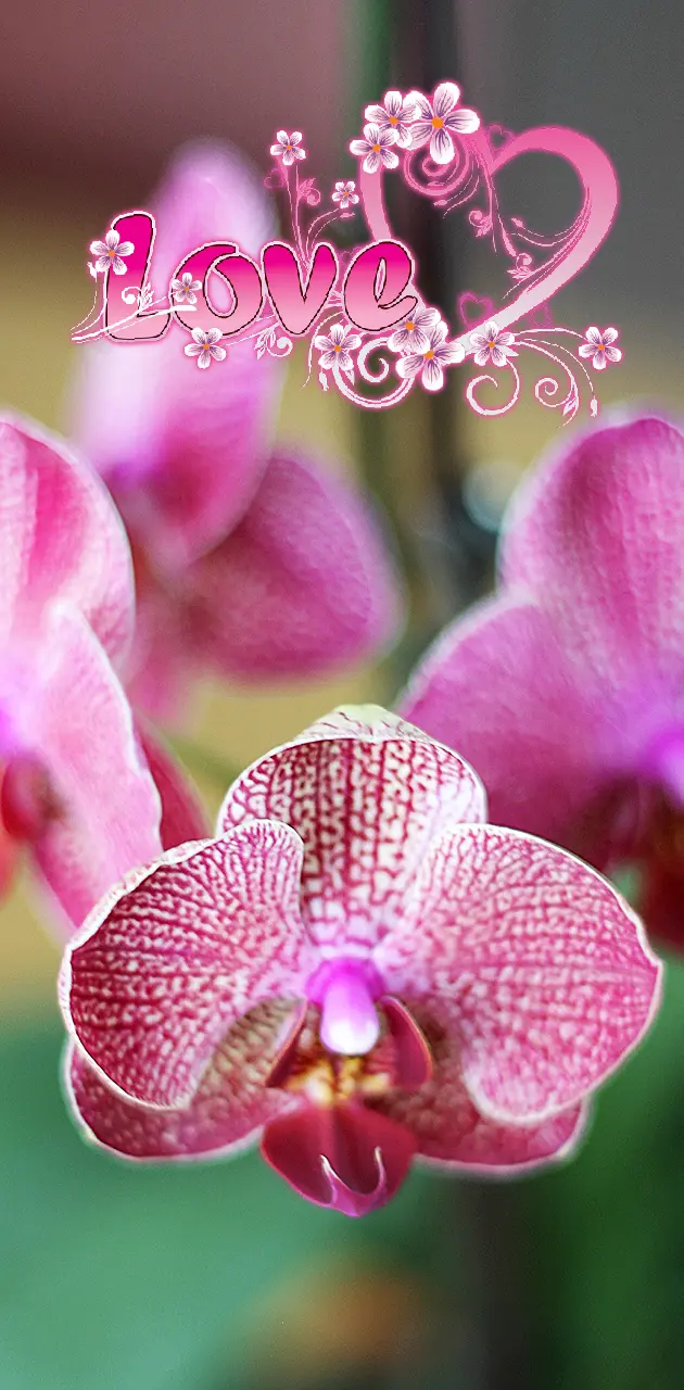 fan of orchids