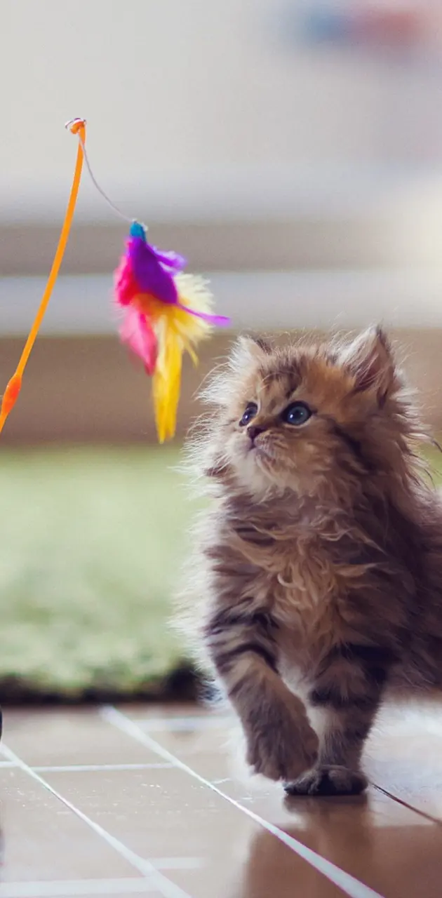 Kitten And Feather