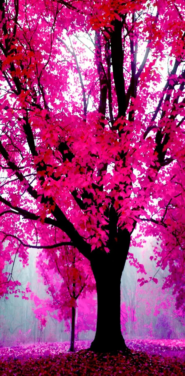 Nature in Pink