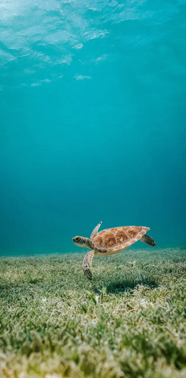 A lonely sea turtle 🐢