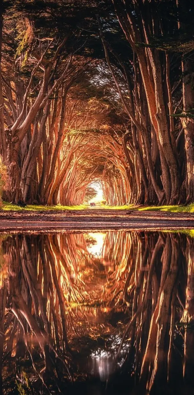 Tree Tunnel 