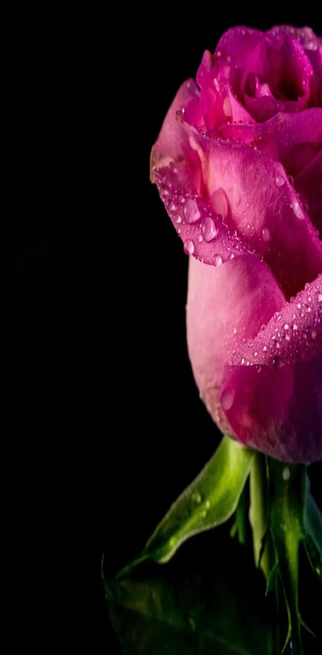 Rose wet Love