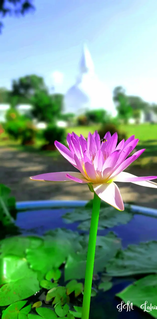 Lotus Flower Sri Lanka