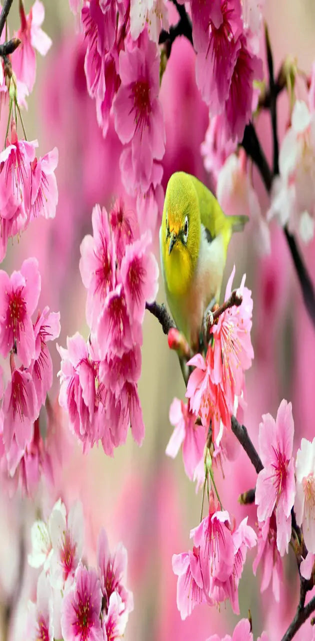 Bird in Blossoms