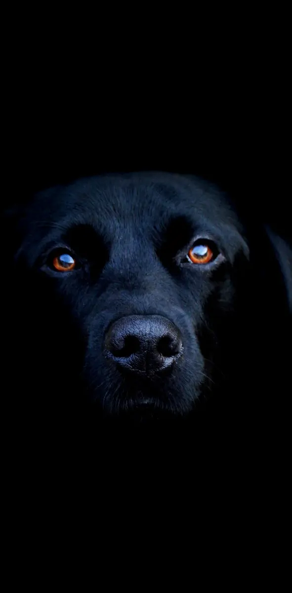 Black Dog Pet
