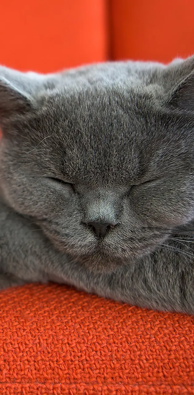Gray Cat Kedi