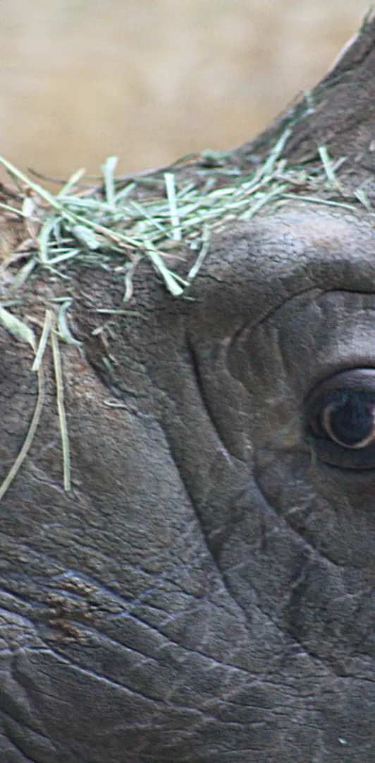 Close Up Rhino
