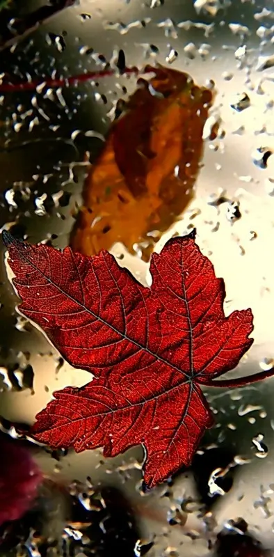 The Red Leaf