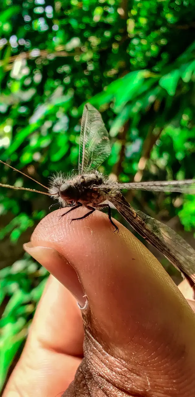 Dragonfly on hand