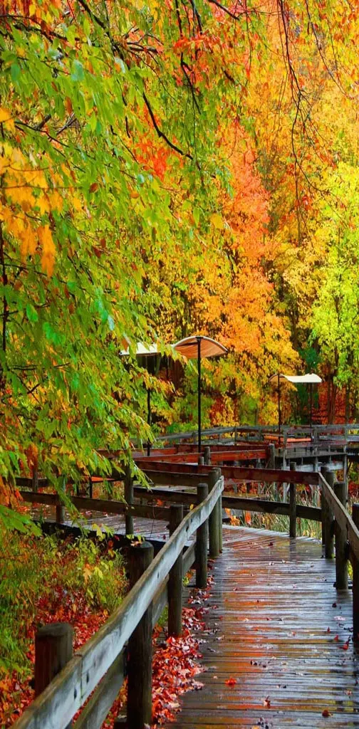 Bridge Autumn forest