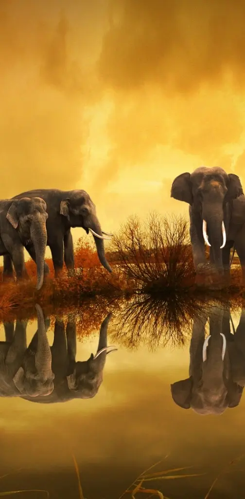 Elephant Lagoon