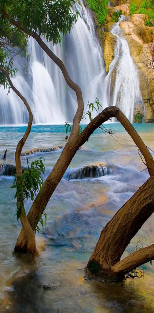 Tree in a Waterfall