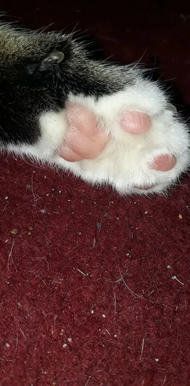 Kitty beans