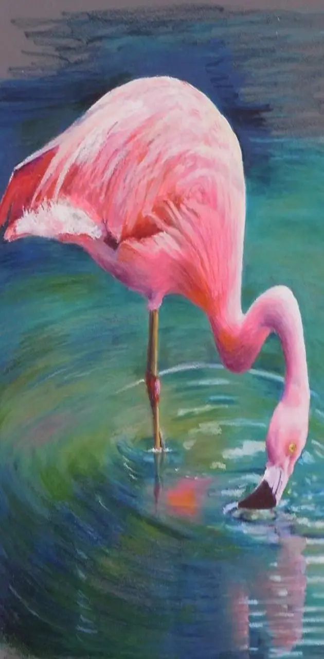 flamingo water