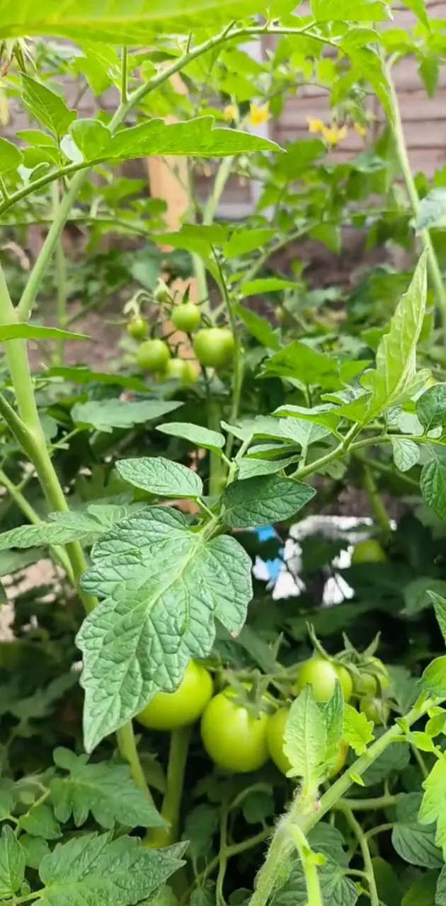 Growing Tomatoes 
