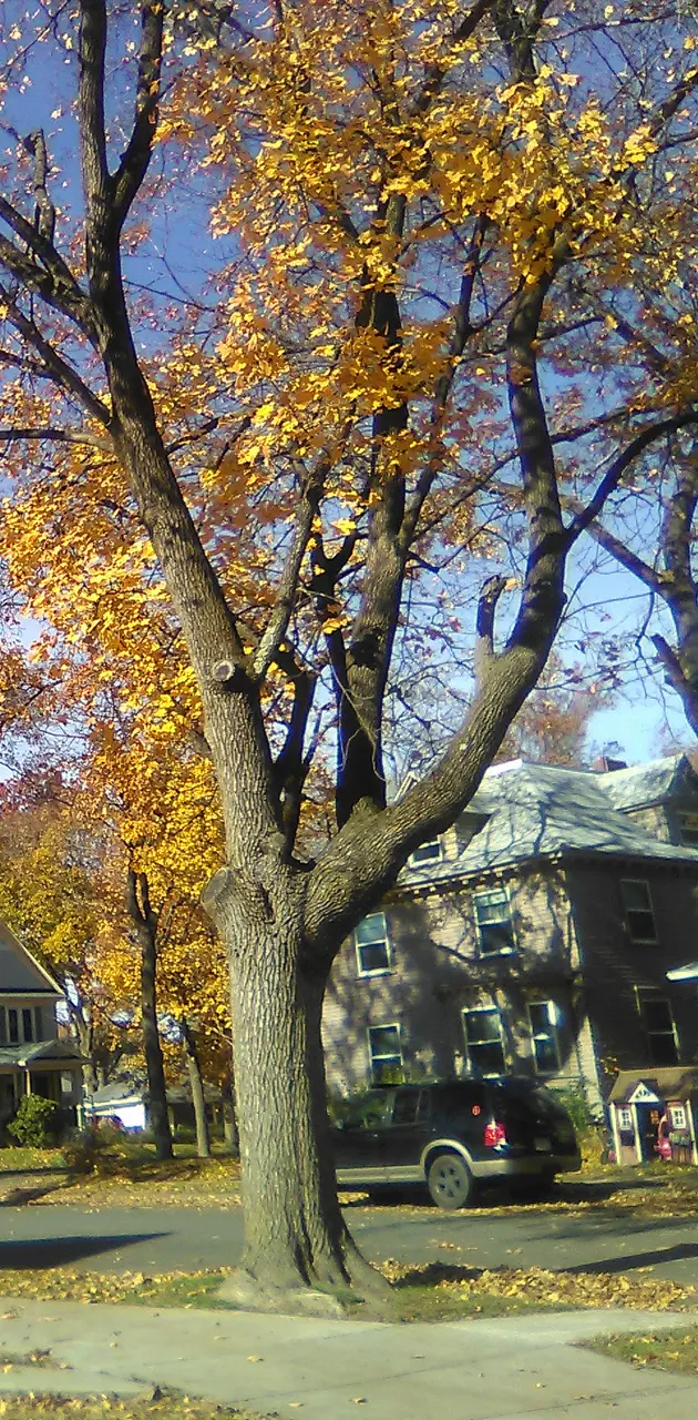 beautiful fall tree