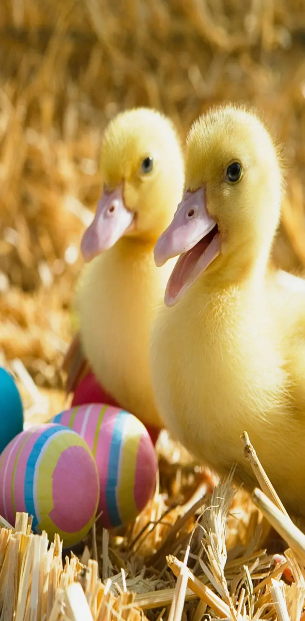 Ducklings Pair