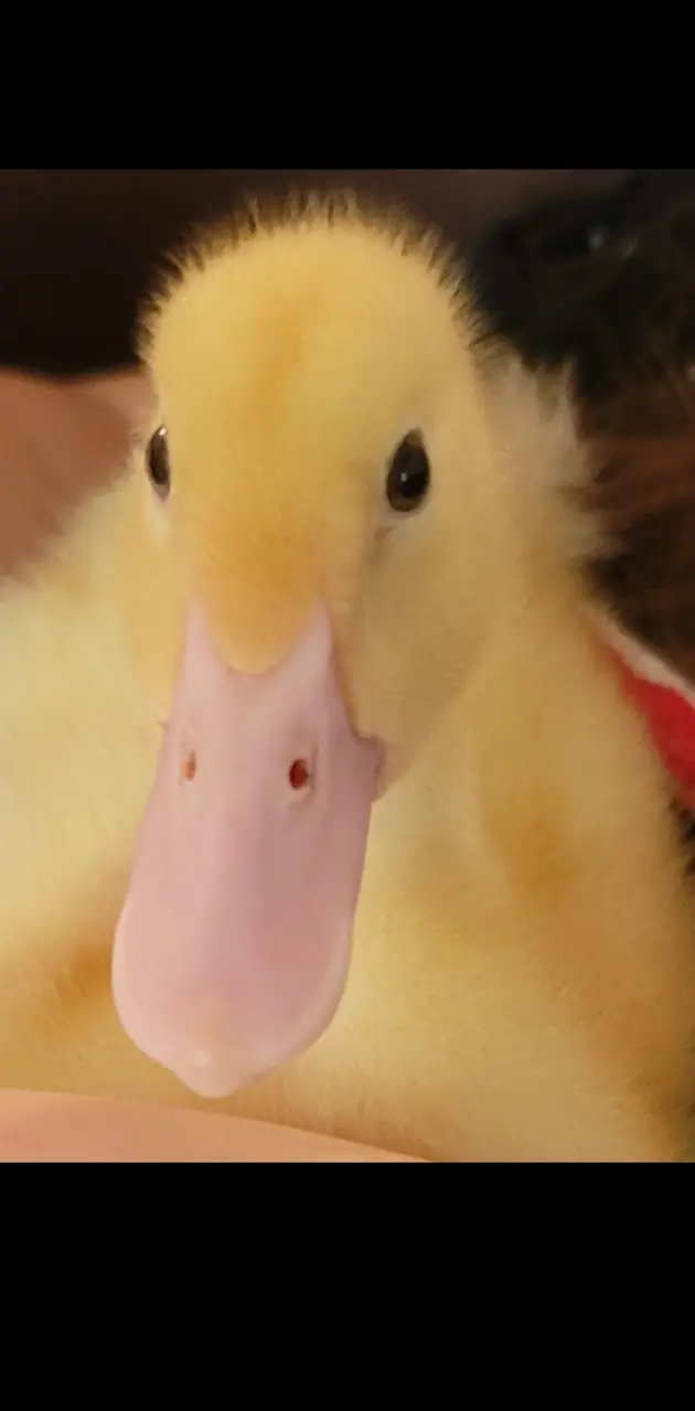 Aflac Duck Baby