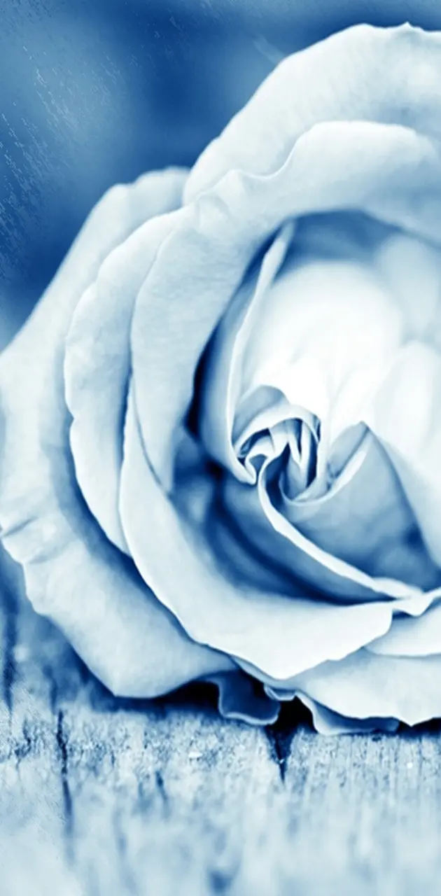 Soft Blue Rose