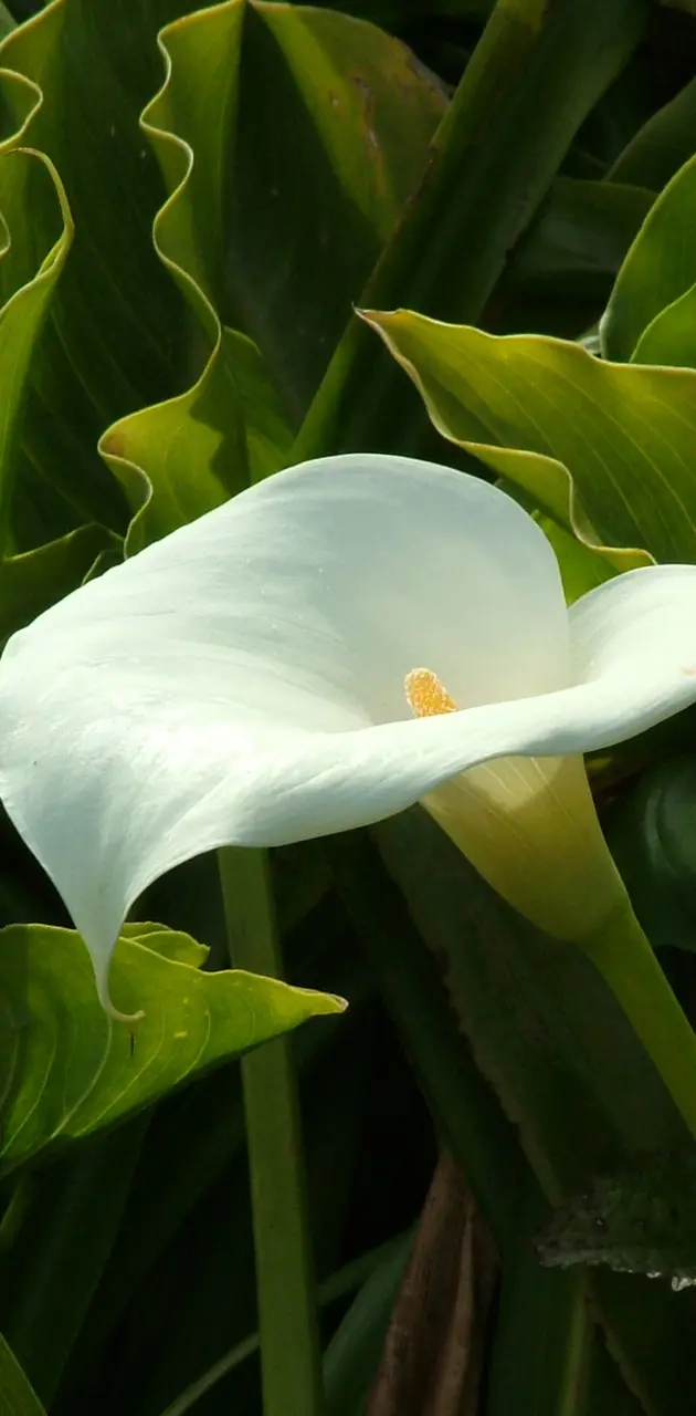 California Lily
