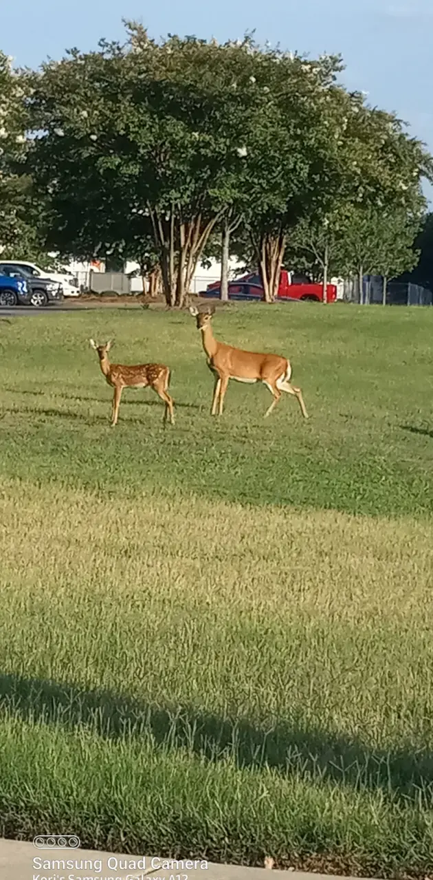 Pretty deer's 