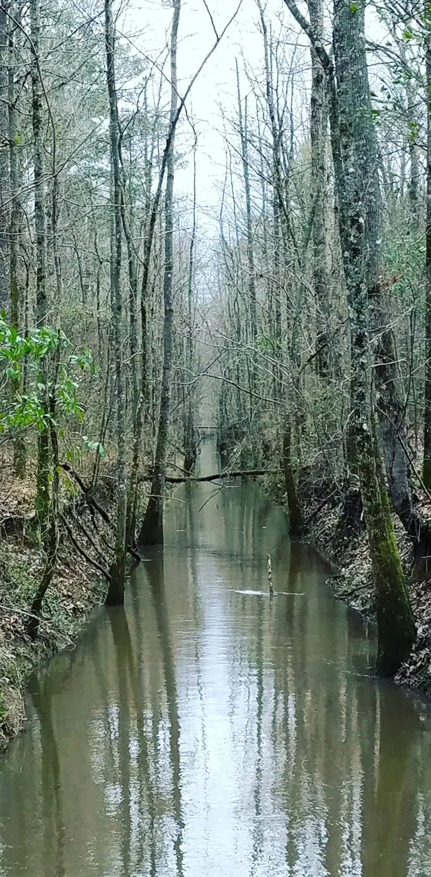 Swamp Canal