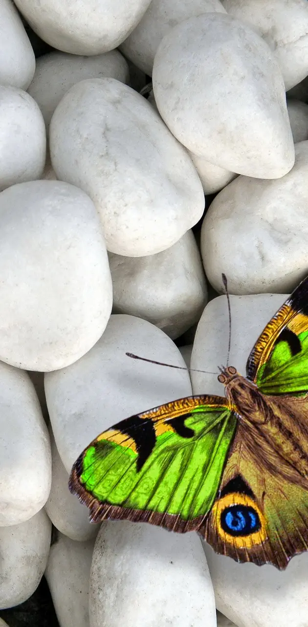 Butterfly on Stones