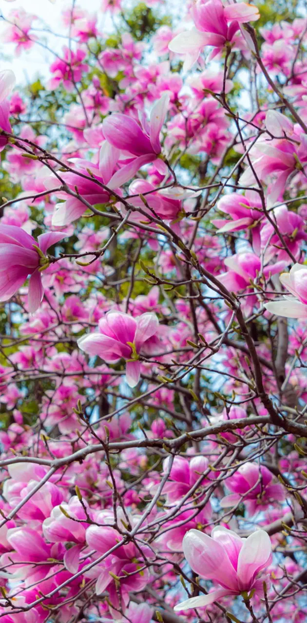 Spring Magnolia