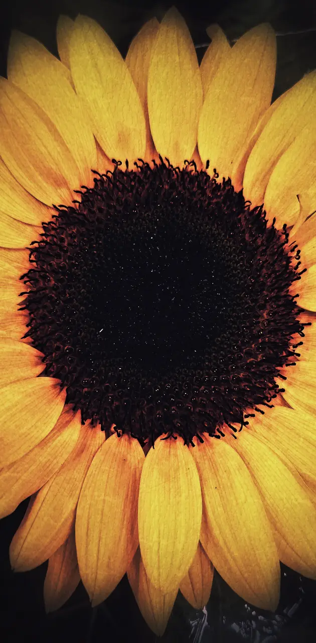 Sunflower w/ vignette