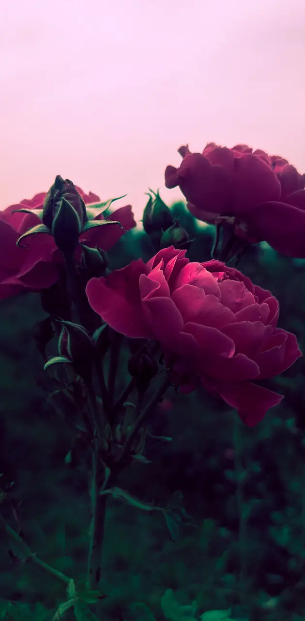 Red rose 🌹