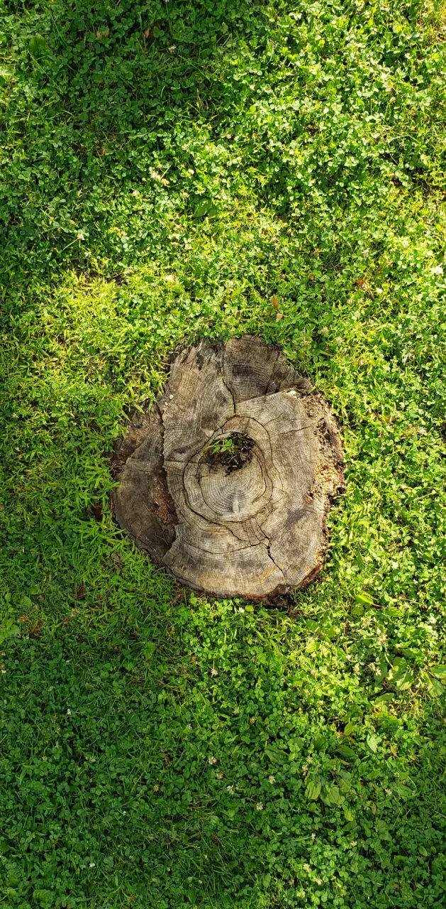 Tree Stump in Grass