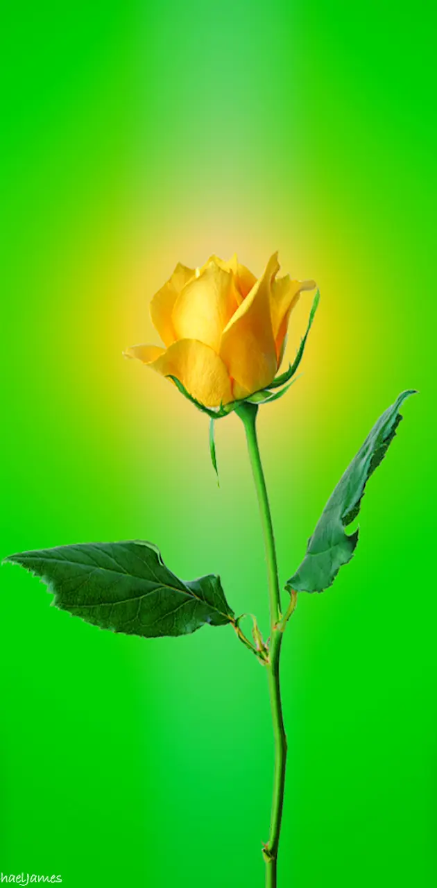 yellow rose wallpapers