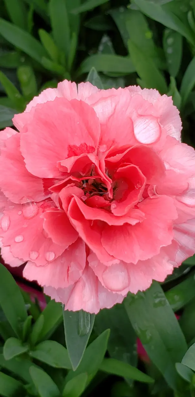 Sweetheart Carnation