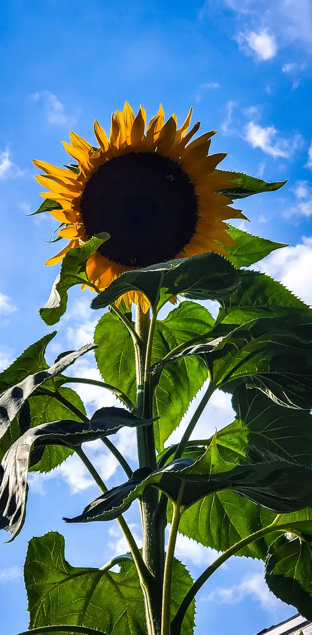 Summer Sunflower