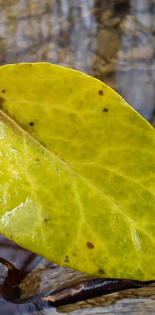 Yellow leaf 2