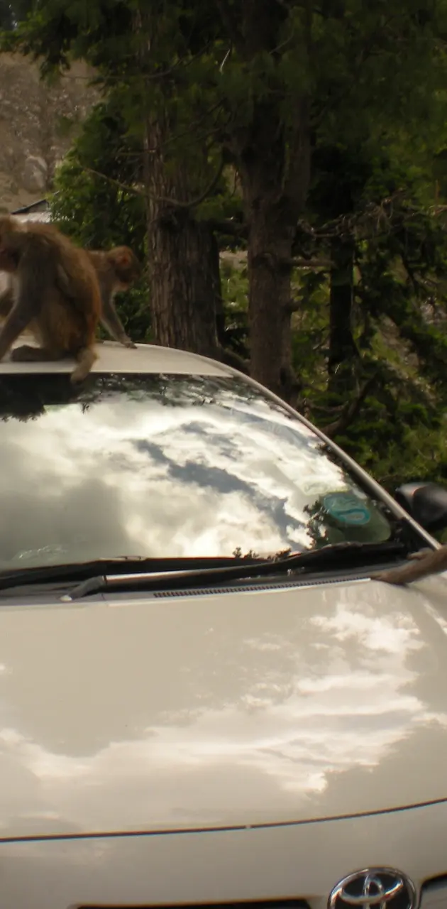 Monkeys On Car