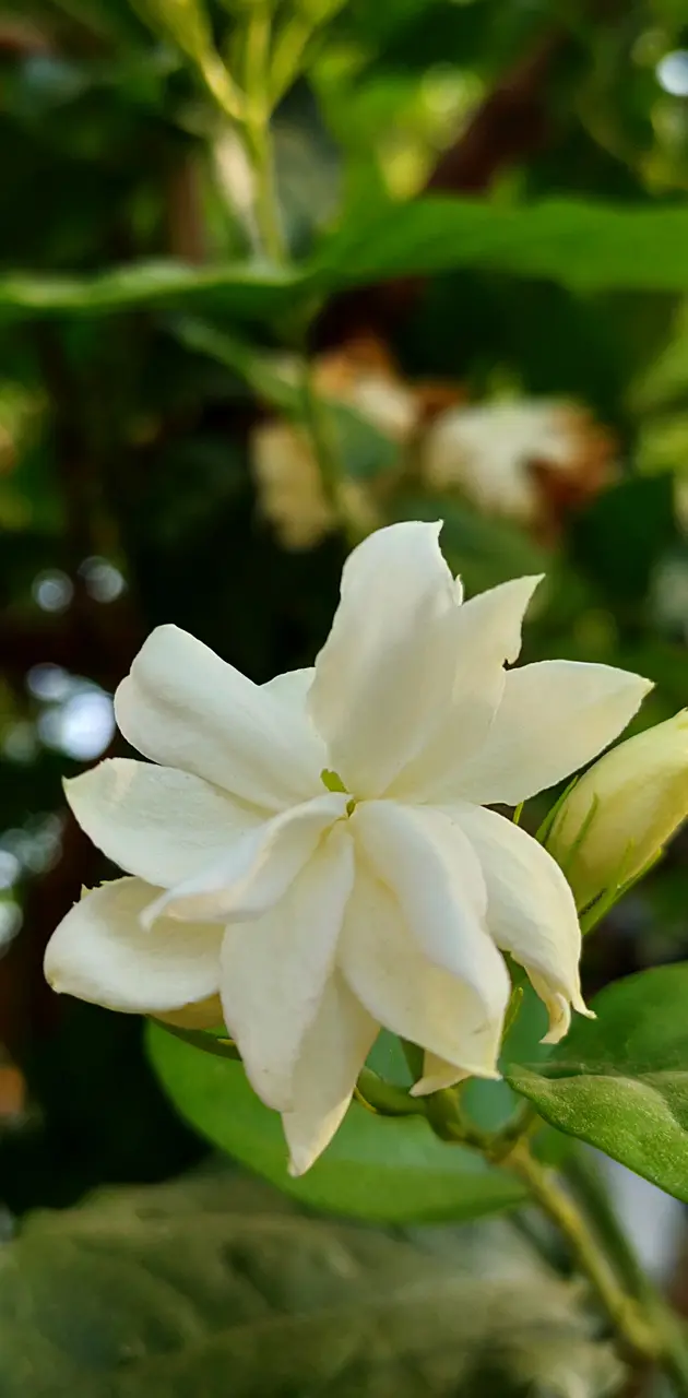 Arabian Jasmine